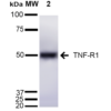 Rabbit Anti-TNF-R1 Antibody used in Western blot (WB) on Liver cell lysates (SPC-170)