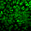 Rabbit Anti-p38 Antibody used in Immunocytochemistry/Immunofluorescence (ICC/IF) on Cervical cancer cell line (HeLa) (SPC-172)