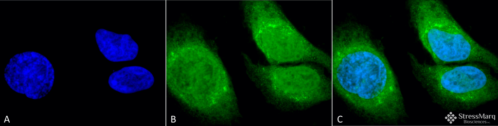 <p>Immunocytochemistry/Immunofluorescence analysis using Rabbit Anti-GRP78 (Bip) Polyclonal Antibody (SPC-180). Tissue: Heat Shocked Cervical cancer cell line (HeLa). Species: Human. Fixation: 2% Formaldehyde for 20 min at RT. Primary Antibody: Rabbit Anti-GRP78 (Bip) Polyclonal Antibody (SPC-180) at 1:100 for 12 hours at 4°C. Secondary Antibody: FITC Goat Anti-Rabbit (green) at 1:200 for 2 hours at RT. Counterstain: DAPI (blue) nuclear stain at 1:40000 for 2 hours at RT. Localization: Endoplasmic reticulum lumen. Melanosome. Cytoplasm. Nucleus. Magnification: 100x. (A) DAPI (blue) nuclear stain. (B) Anti-GRP78 (Bip) Antibody. (C) Composite. Heat Shocked at 42°C for 1h.</p>
