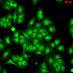 SPC-181_HSP22_Antibody_ICC-IF_Human_HaCaT-cells_3.png