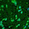 Rabbit Anti-HSP22 Antibody used in Immunohistochemistry (IHC) on Spinal cord (SPC-181)