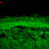 Rabbit Anti-HSP22 Antibody used in Immunohistochemistry (IHC) on backskin (SPC-181)