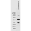 Rabbit Anti-HSP22 Antibody used in Western blot (WB) on Skeletal muscle lysates (SPC-181)