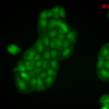 Rabbit Anti-Calnexin-CT Antibody used in Immunocytochemistry/Immunofluorescence (ICC/IF) on HaCaT cells (SPC-182)