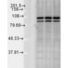 Rabbit Anti-Calnexin-CT Antibody used in Western blot (WB) on tissue mix (SPC-182)