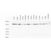 Rabbit Anti-AHA1 Antibody used in Western blot (WB) on Cell line lysates (SPC-183)