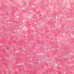 SPC-185_HSP60_Antibody_IHC_Human_Liver_1.png