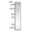 Rabbit Anti-HSP60 Antibody used in Western blot (WB) on Lysates (SPC-185)