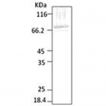 SPC-186_HSP70_Antibody_WB_Parasite_Lysates_1.png