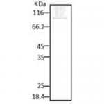 SPC-187_HSP90_Antibody_WB_Parasite_Lysates_1.png