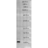 Rabbit Anti-Cpn10 Antibody used in Western blot (WB) on brain cell lysates (SPC-193)