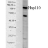 Rabbit Anti-HSP110 Antibody used in Western blot (WB) on Cell line lysates (SPC-195)