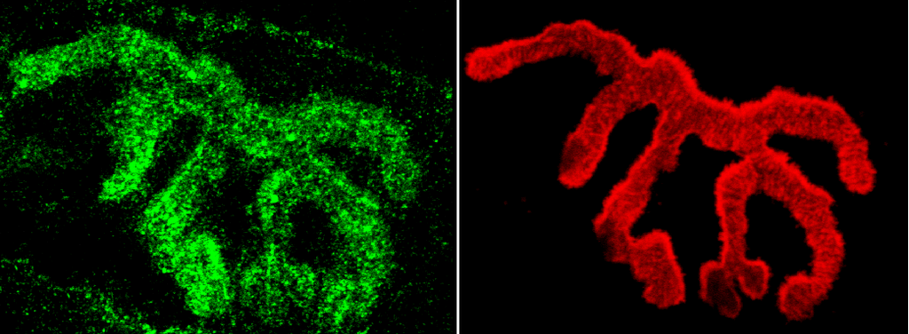 <p>Immunohistochemistry analysis using Rabbit Anti-Piccolo Polyclonal Antibody (SPC-197). Tissue: Muscle. Species: Mouse. Primary Antibody: Rabbit Anti-Piccolo Polyclonal Antibody (SPC-197) at 1:400. Secondary Antibody: Alexa Fluor 488 Goat Anti-Rabbit. Counterstain: BTX (red). Localization: Selective staining of the NMJ.</p>
