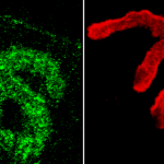 SPC-197_Piccolo_Antibody_IHC_Mouse_muscle_1.png