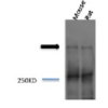 Rabbit Anti-Piccolo Antibody used in Western blot (WB) on brain cell lysates (SPC-197)