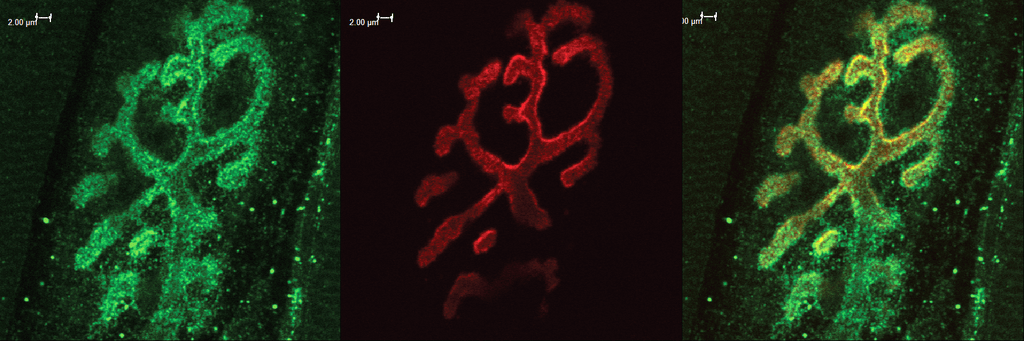 <p>Immunohistochemistry analysis using Rabbit Anti-Bassoon Polyclonal Antibody (SPC-198). Tissue: Muscle. Species: Mouse. Primary Antibody: Rabbit Anti-Bassoon Polyclonal Antibody (SPC-198) at 1:400. Secondary Antibody: Alexa Fluor 488 Goat Anti-Rabbit. Counterstain: BTX (red). Localization: Selective staining of the NMJ.</p>
