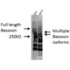 Rabbit Anti-Bassoon Antibody used in Western blot (WB) on brain cell lysates (SPC-198)