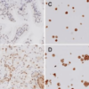 Rabbit Anti-TLR4 Antibody used in Immunohistochemistry (IHC) on spleen tissue (SPC-200)
