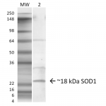 SPC-206-SOD1-EDI-Antibody-WB-Mouse-Lung-1.png