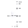 Rabbit Anti-HO-1 Antibody used in Western blot (WB) on Brain cell lysates (SPC-211)