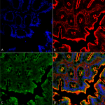 SPC-400_NHE3_Antibody_IHC_Rat_Colon_63X_Composite-1.png