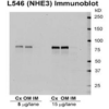 Rabbit Anti-NHE3 Antibody used in Western blot (WB) on kidney tissue lysates (SPC-400)