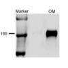 Rabbit Anti-NKCC2 Antibody used in Western blot (WB) on kidney tissue lysates (SPC-401)