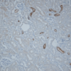 Rabbit Anti-NCC Antibody used in Immunohistochemistry (IHC) on kidney tissue (SPC-402)