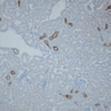 Rabbit Anti-NCC Antibody used in Immunohistochemistry (IHC) on kidney tissue (SPC-402)