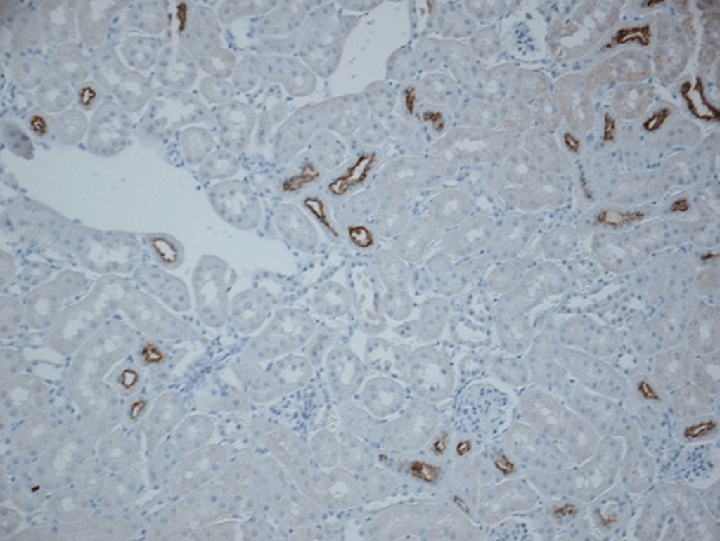 <p>Immunohistochemistry analysis using Rabbit Anti-NCC Polyclonal Antibody (SPC-402). Tissue: kidney tissue. Species: Mouse. Fixation: paraformaldehyde-fixed paraffin-embedded. Primary Antibody: Rabbit Anti-NCC Polyclonal Antibody (SPC-402) at 1:1000 for Overnight at 4°C . Secondary Antibody: Biotinylated Goat Anti-Rabbit IgG at 1:501 for 30 min at RT. Courtesy of: Brigitte Rogge.</p>
