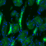 SPC-402_NCC_Antibody_IHC_Rat_kidney-tissue_2.png