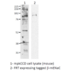 Rabbit Anti-ENaC Antibody used in Western blot (WB) on mpkCCD cell lysates (SPC-404)