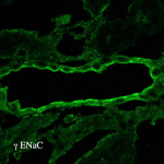 SPC-405_ENaC_Antibody_IHC_Rat_kidney-tissue_1.png