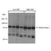 Rabbit Anti-ENaC Antibody used in Western blot (WB) on kidney cortex (SPC-405)