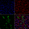 Rabbit Anti-UT-A1 Antibody used in Immunohistochemistry (IHC) on kidney tissue (SPC-406)