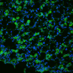 SPC-502_Aquaporin-1_Antibody_IHC_Rat_kidney-tissue_1.png