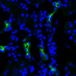 SPC-503_Aquaporin-2_Antibody_IHC_Rat_kidney-tissue_1.png