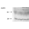 Rabbit Anti-Aquaporin 2 Antibody used in Western blot (WB) on kidney inner medullary homogenates (SPC-503)