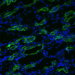 SPC-504_Aquaporin-3_Antibody_IHC_Rat_kidney-tissue_1.png