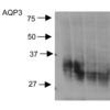Rabbit Anti-Aquaporin 3 Antibody used in Western blot (WB) on kidney inner medullary homogenates (SPC-504)