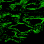 SPC-505_Aquaporin-4_Antibody_IHC_Rat_kidney-tissue_1.png