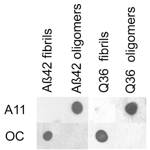abcam dot blot protocol abcam dot blot protocol
