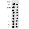 Rabbit Anti-Amyloid Fibrils (OC) Antibody used in Dot blot (DB) on Cell lysates (SPC-507)