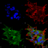 Rabbit Anti-Beclin 1 Antibody used in Immunocytochemistry/Immunofluorescence (ICC/IF) on Neuroblastoma cell line (SK-N-BE) (SPC-601)