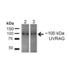 Rabbit Anti-UVRAG Antibody used in Western blot (WB) on HeLa and HEK293T cell lysates (SPC-606)