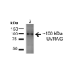 Rabbit Anti-UVRAG Antibody used in Western blot (WB) on Liver (SPC-606)