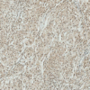 Rabbit Anti-ATG10 Antibody used in Immunohistochemistry (IHC) on Brain (SPC-610)