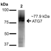 Rabbit Anti-ATG7 Antibody used in Western blot (WB) on Cervical cancer cell line (HeLa) lysate (SPC-610)