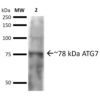 Rabbit Anti-ATG7 Antibody used in Western blot (WB) on brain cell lysates (SPC-610)