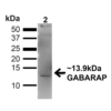 Rabbit Anti-GABARAP Antibody used in Western blot (WB) on Embryonic kidney epithelial cell line (HEK293T) lysate (SPC-620)